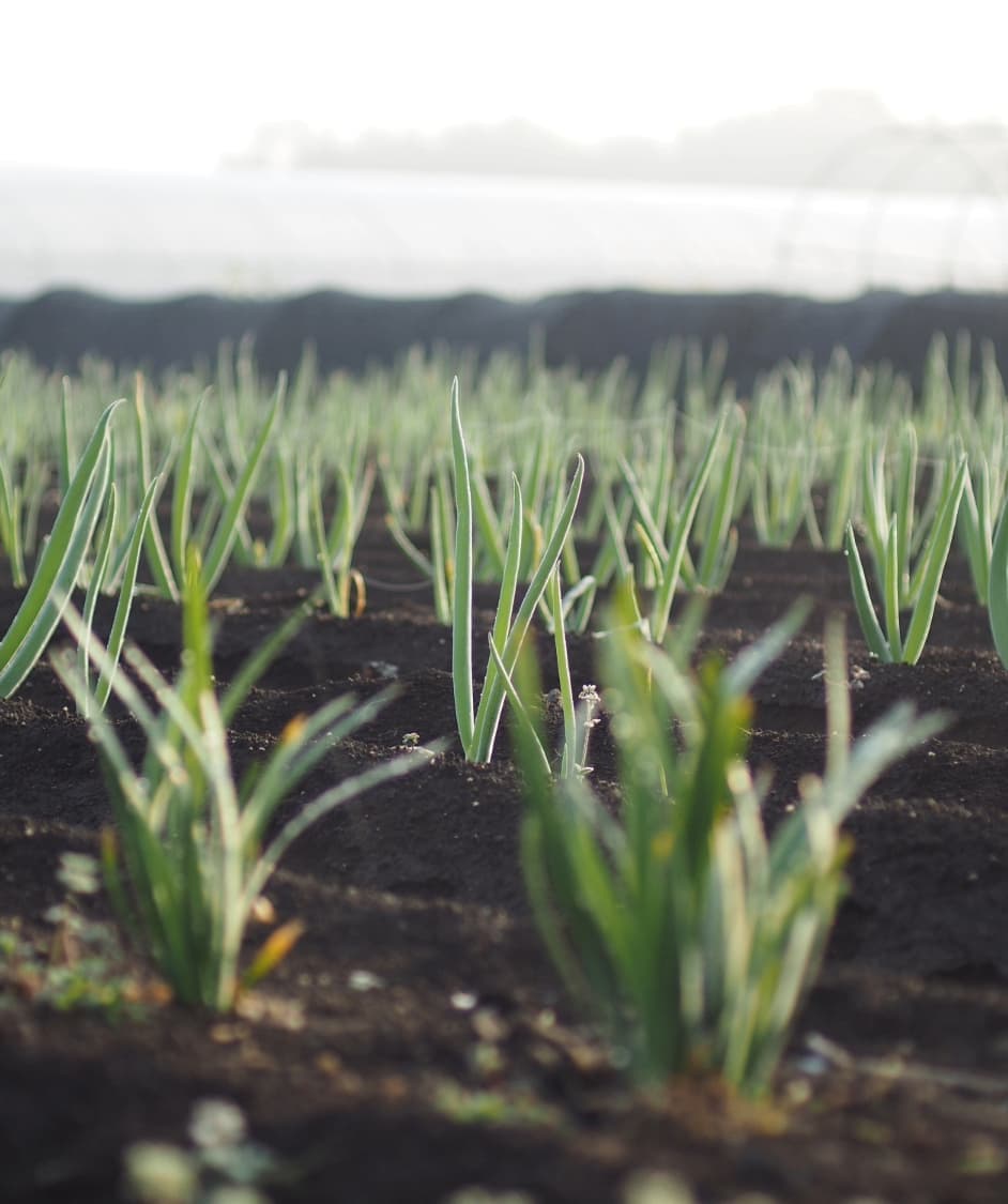 植えたてのネギ